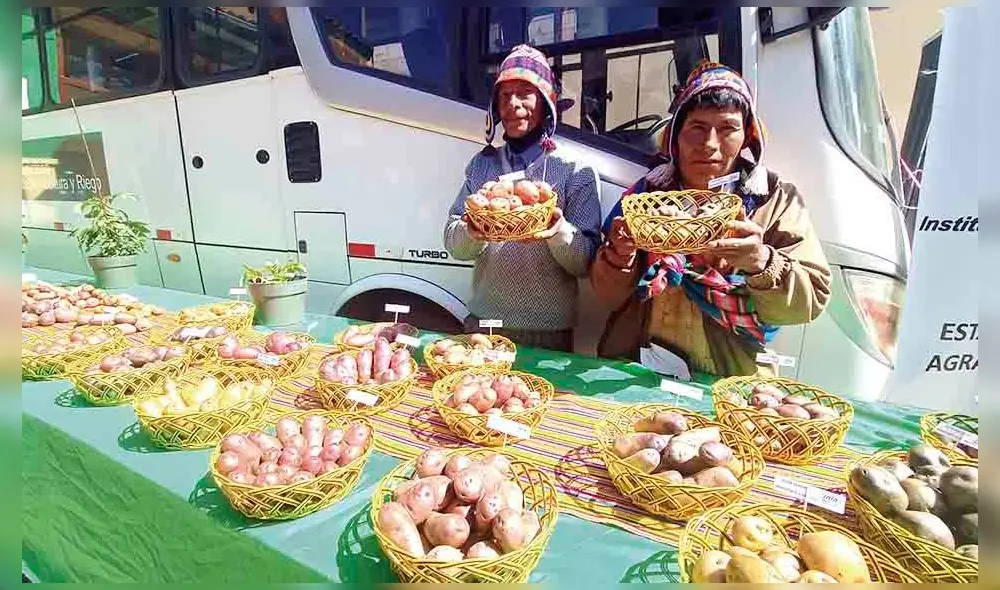 Variedades. Especialista de la papa Ladislao Palomino mostró nuevas variedades mejoradas genéticamente. Foto: La República Variedades. Especialista de la papa Ladislao Palomino mostró nuevas variedades mejoradas genéticamente. Foto: La República