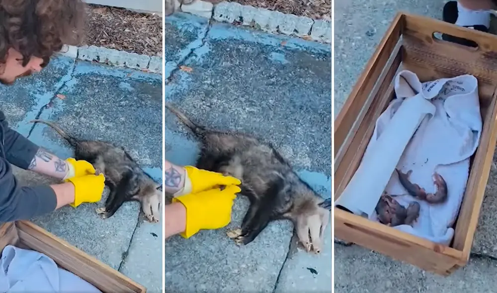 Un desconocido abandonó al indefenso animal en medio de la calle luego de que, al parecer, la hiriera con su vehículo. Foto: captura de YouTube