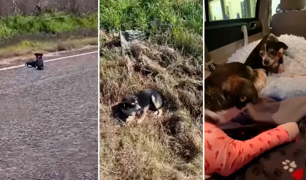 A causa del accidente, el indefenso animal terminó con los huesos rotos que le impidieron moverse con normalidad. Foto: captura de YouTube