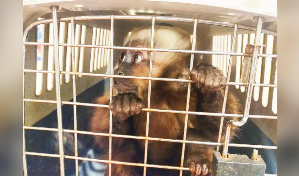 Los monos machín recuperados miden entre 28 y 38 centímetros. Foto: Serfor Los monos machín recuperados miden entre 28 y 38 centímetros. Foto: Serfor