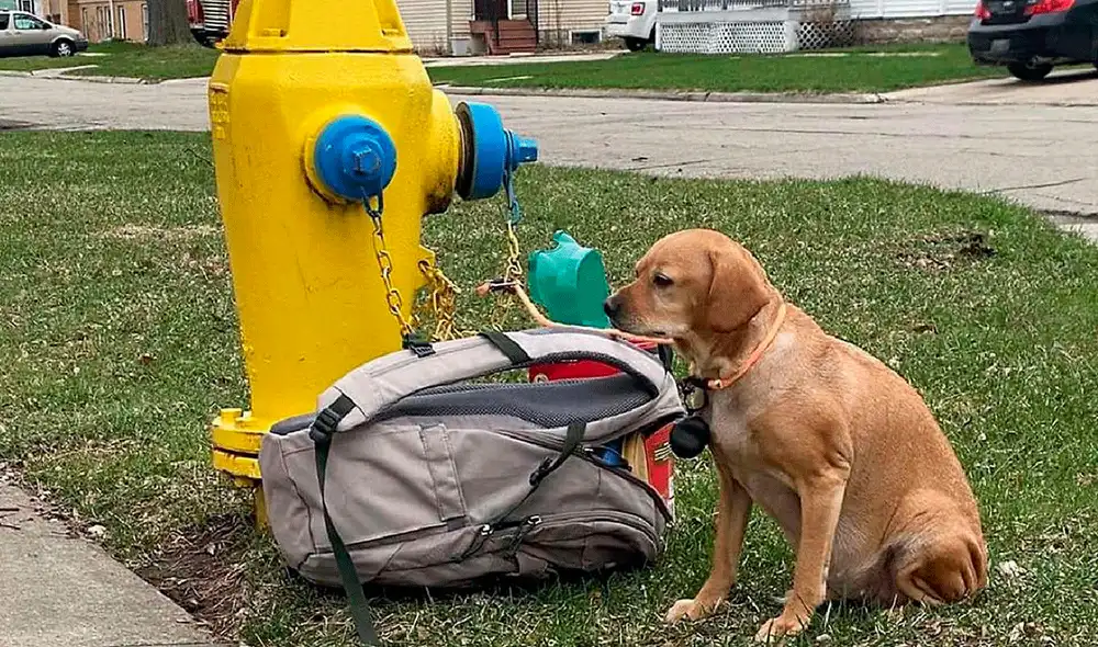 La perra de nombre Baby Girl estaba atada a una boca de incendios de un vecindario en Estados Unidos. Foto: Sociedad Protectora de Animales de Wisconsin