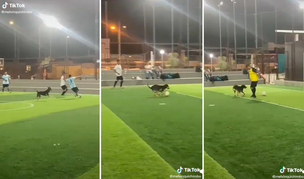 El perrito jugó y anotó mucho más rápido que muchos futbolistas. Foto: captura de TikTok