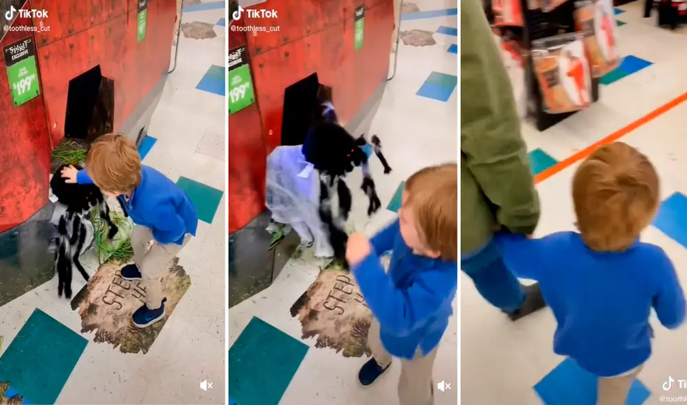 La reacción del pequeño al sentir temor a la araña sorprendió a miles. Foto: captura de TikTok La reacción del pequeño al sentir temor a la araña sorprendió a miles. Foto: captura de TikTok