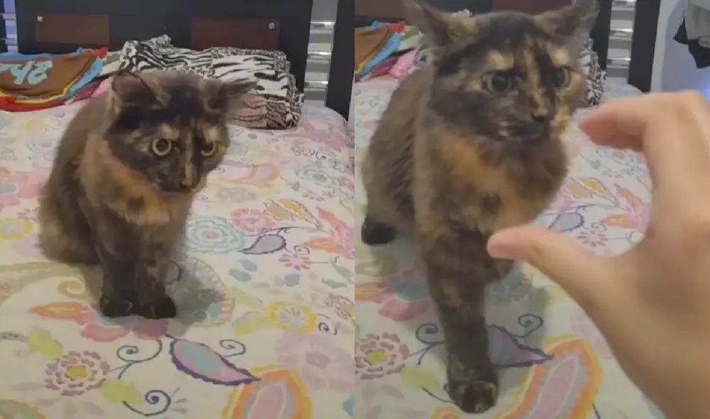 El minino no hizo caso al pedido de su cuidadora y terminó atacando su mano. Foto: captura de TikTok