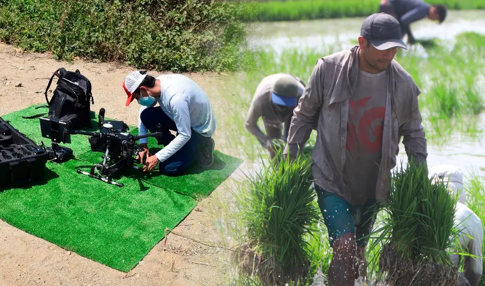 La tecnología de drones permite capturar imágenes térmicas de hasta 150 hectáreas por día en una plantación agrícola. Foto: composición Fabrizio Oviedo/UNALM/Clinton Medina