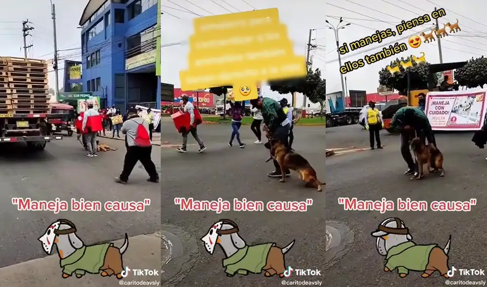 La marcha se hizo para prevenir el atropello de los conductores a las mascotas. Foto: composición/ @caritodeavsly/TikTok La marcha se hizo para prevenir el atropello de los conductores a las mascotas. Foto: composición/ @caritodeavsly/TikTok