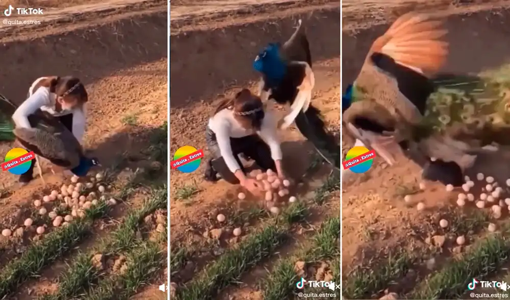 Lo único que quería el pavo real era defender sus huevos. Foto: captura de TikTok Lo único que quería el pavo real era defender sus huevos. Foto: captura de TikTok