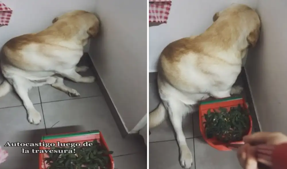 Miles de usuarios no han parado de reír con estas imágenes. Foto: captura de TikTok