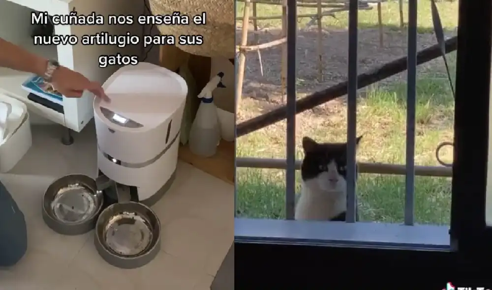 El video viral ha acumulado más de 1 millón de visualizaciones. Foto: captura de TikTok