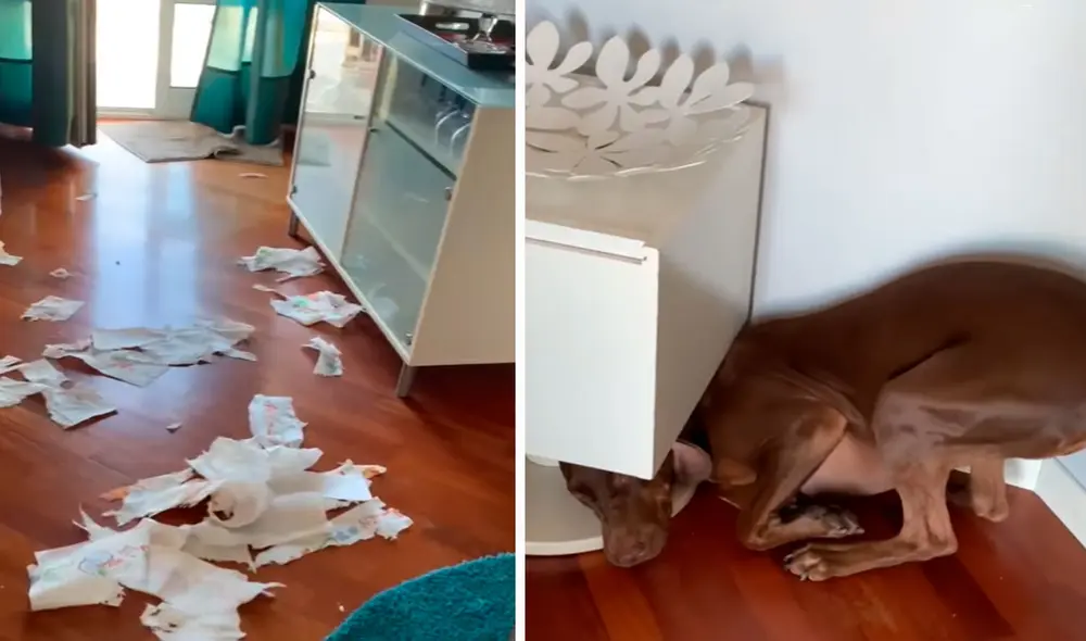 Tras cumplir con su jornada de trabajo, ella regresó a su casa y se llevó una gran sorpresa al encontrar todo destrozado. Foto: captura de Facebook Tras cumplir con su jornada de trabajo, ella regresó a su casa y se llevó una gran sorpresa al encontrar todo destrozado. Foto: captura de Facebook