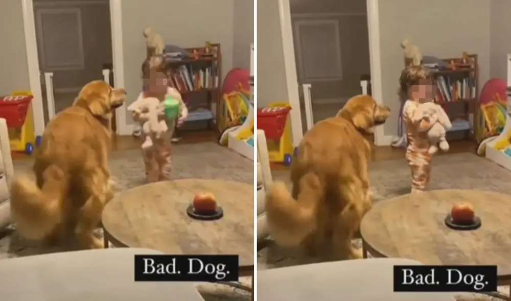 Miles de usuarios no han parado de reír con estas imágenes. Foto: captura de TikTok