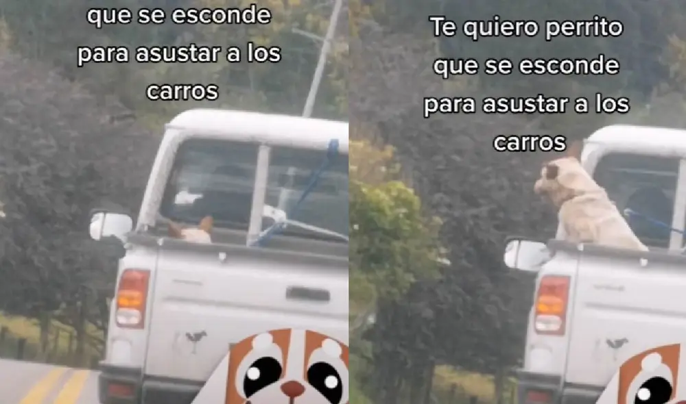 El can sorprendió a miles de usuarios con su astuta broma a otros conductores. Foto: captura de TikTok