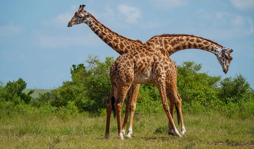 El nuevo estudio sugiere que la competencia por hembras fue la mayor fuerza evolutiva para que las jirafas desarrollen cuellos largos. Foto: Adobe Stock El nuevo estudio sugiere que la competencia por hembras fue la mayor fuerza evolutiva para que las jirafas desarrollen cuellos largos. Foto: Adobe Stock