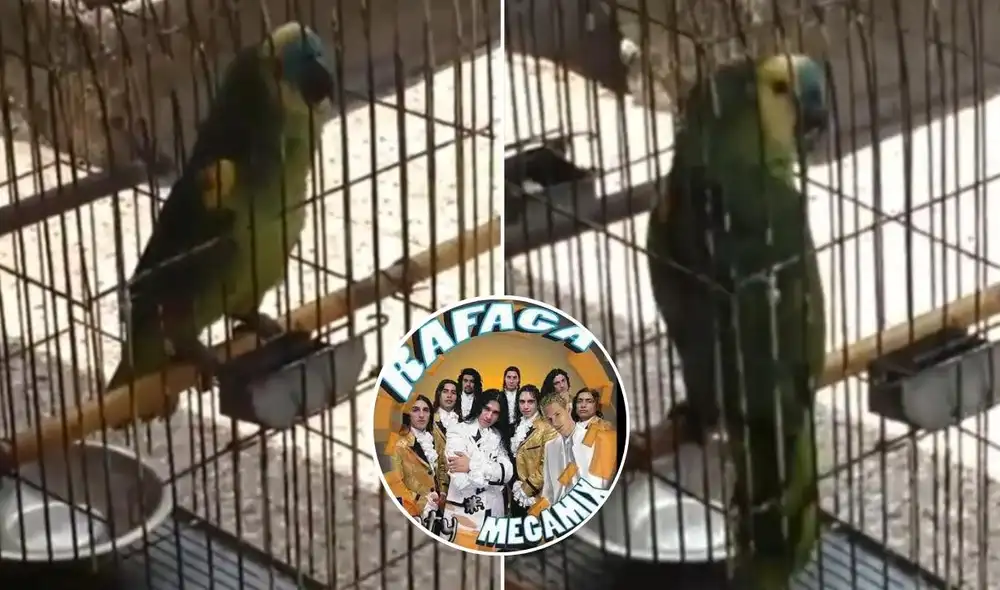 La viral escena compartida por @faranduloro logró obtener diversas reacciones a través de las redes sociales. Foto: captura de TikTok