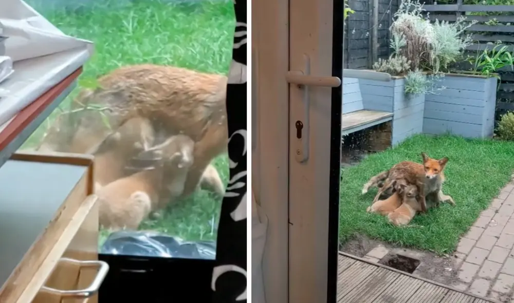 A pesar de que los animales estaban tranquilos, la propietario de la casa evitó hacer bulla para no asustarlos. Foto: captura YouTube