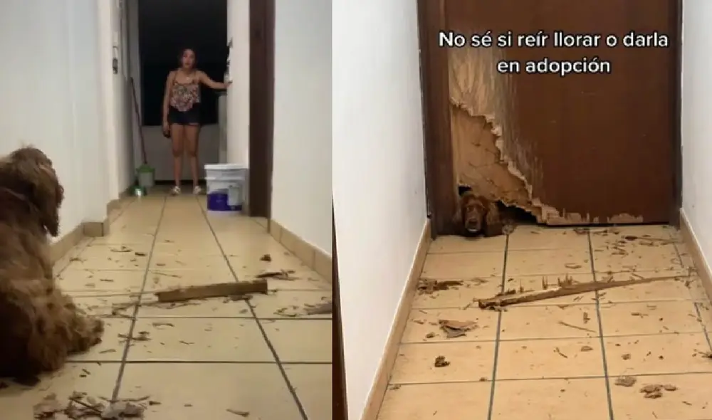La perrita hizo un agujero en la puerta para poder salir cuando su dueña no estaba en casa. Foto: captura de TikTok