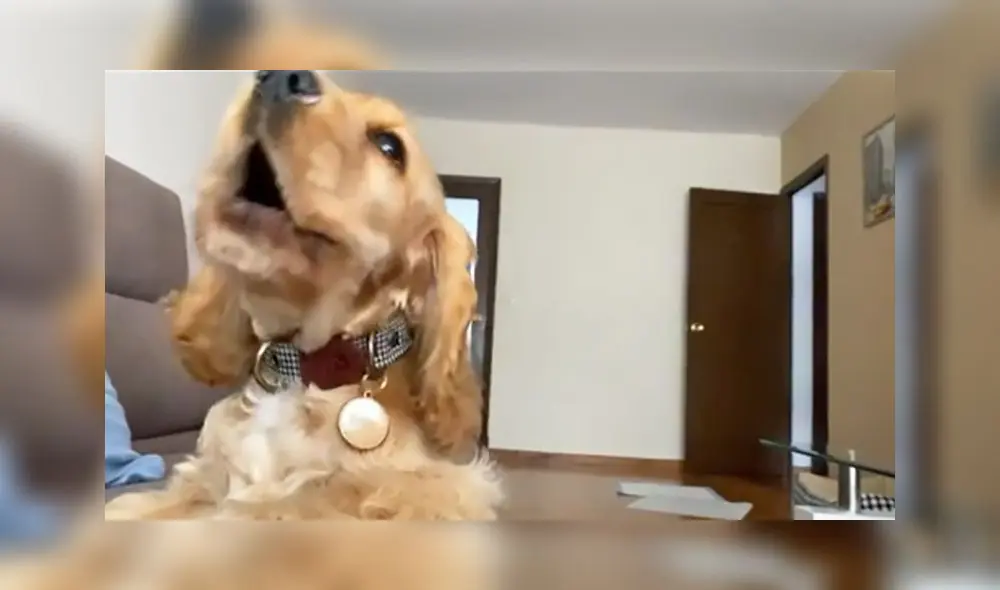 La grabación sumó alrededor de un millón de reproducciones en la red social. Foto: captura de TikTok