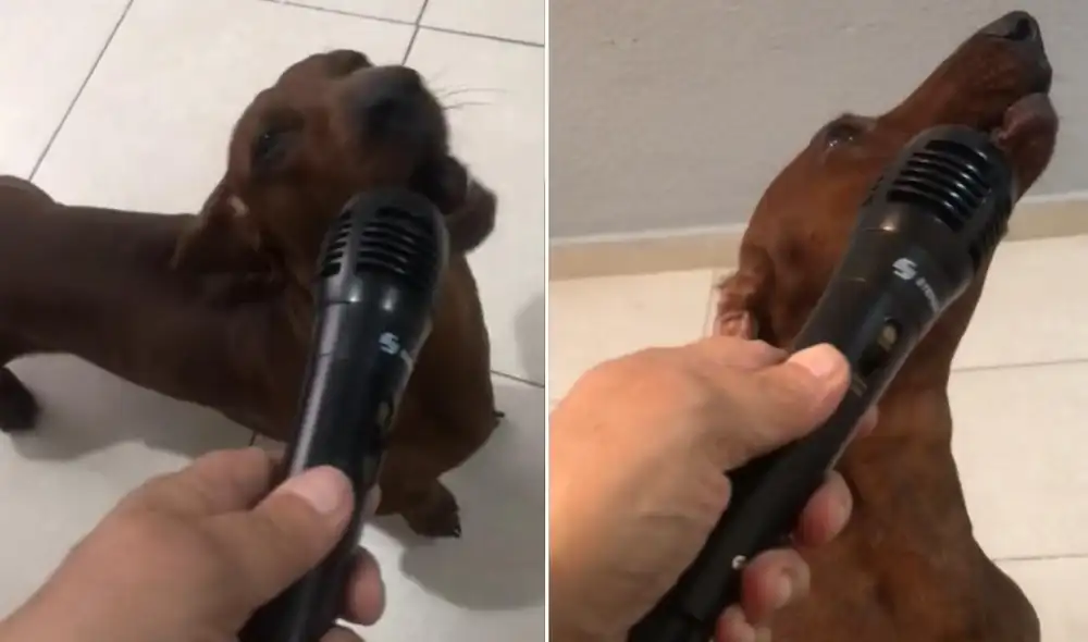 La viral escena compartida por la cuenta @rossario68 dejó cautivados a miles de usuarios en las redes sociales. Foto: captura de TikTok La viral escena compartida por la cuenta @rossario68 dejó cautivados a miles de usuarios en las redes sociales. Foto: captura de TikTok