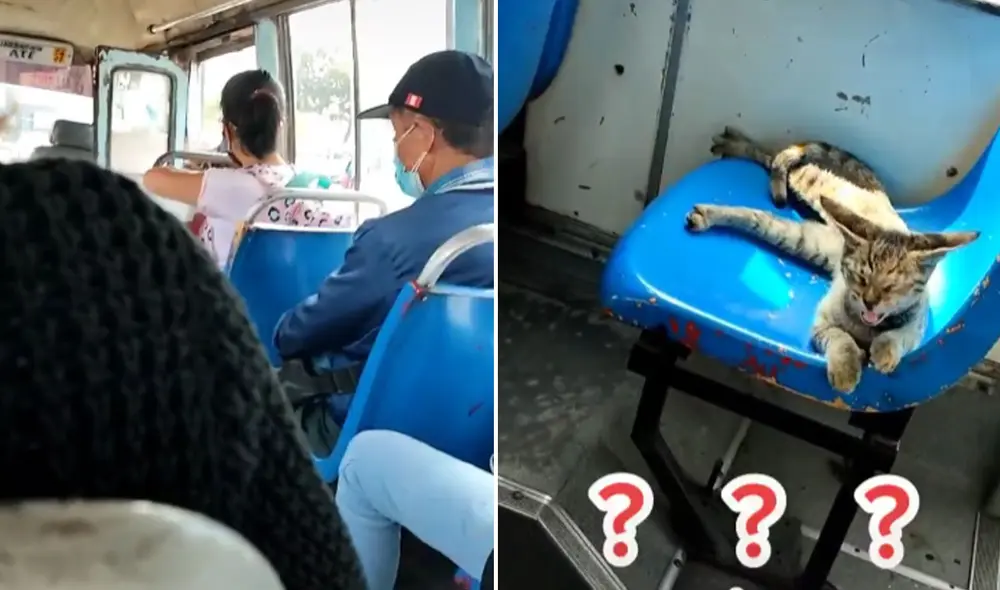 Miles de usuarios no han parado de reír con este travieso gatito. Foto: captura de TikTok