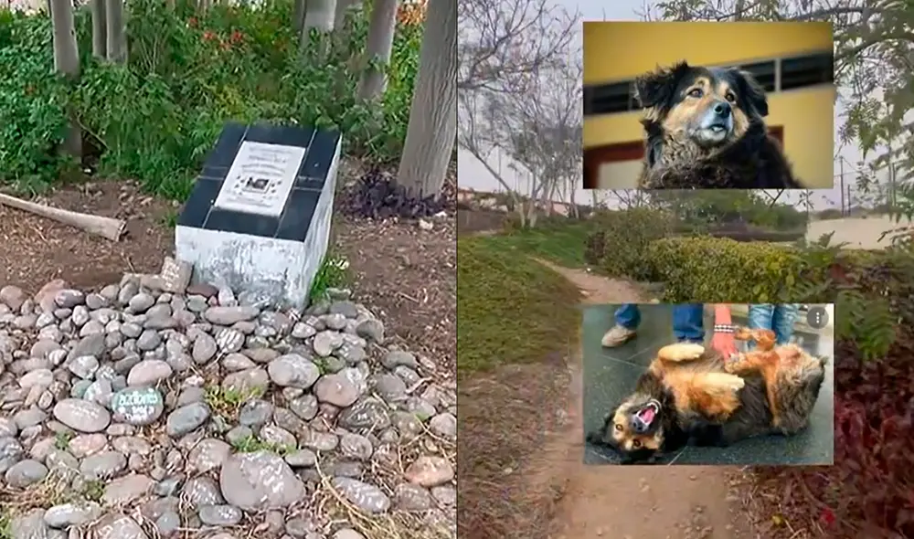 La famosa y querida 'Perrovaca' está enterrada en la UNMSM, en un lugar accesible para cualquier estudiante que quiera visitarla. Foto: captura de TikTok