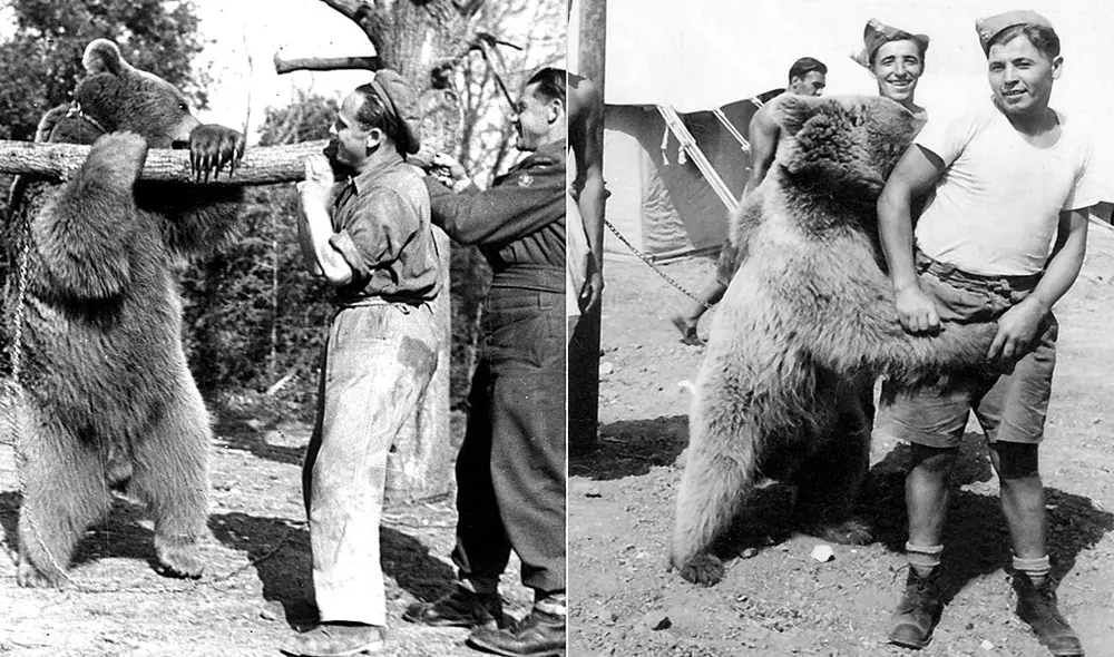 Wojtek era la mascota preferida del batallón polaco número 22 de transporte. Foto: composición/La República