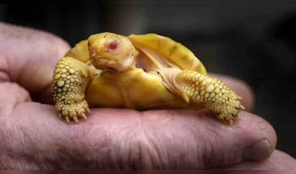 El ejemplar podría llegar a pesar hasta 200 kg. Foto: AFP El ejemplar podría llegar a pesar hasta 200 kg. Foto: AFP