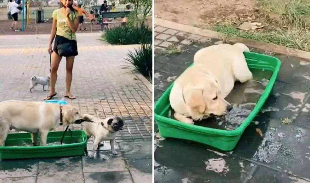 Miles de usuarios quedaron cautivados al ver esta escena. Foto: captura de TikTok