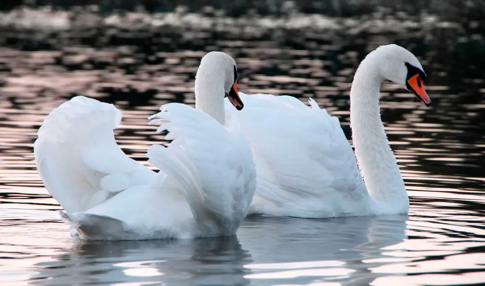 La aparición de uno o más cisnes en los sueños tiene distintos significados. Foto: Muy interesante
