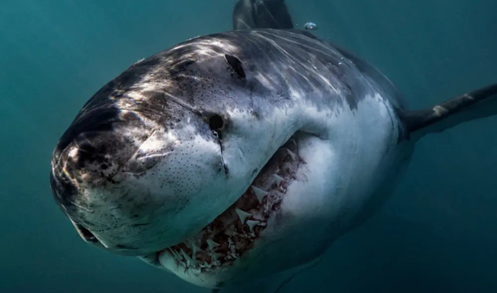 Las razones de su extinción son un misterio, pero un grupo de científicos ha presentado una nueva teoría. Foto: Referencial /National Geographic