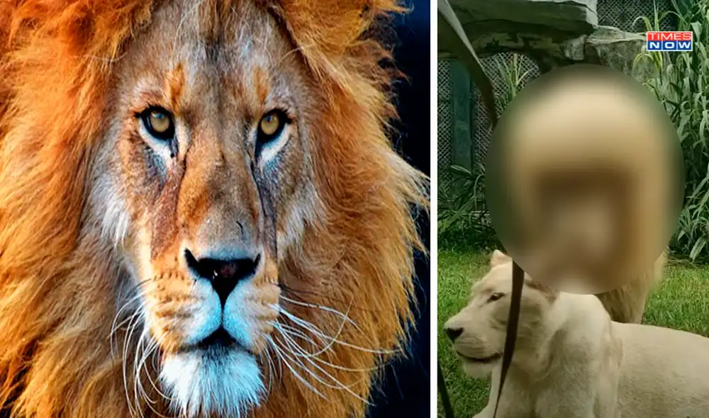 Usuarios en redes cuestionaron el corte de pelo que le hicieron al imponente mamífero. Foto: captura de YouTube Usuarios en redes cuestionaron el corte de pelo que le hicieron al imponente mamífero. Foto: captura de YouTube