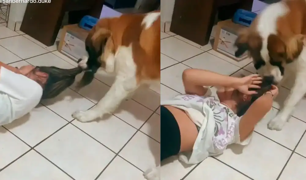 El san bernardo sorprendió a miles de usuarios con su curioso comportamiento para evitar que se acercaran a su cuidadora. Foto: captura de TikTok El san bernardo sorprendió a miles de usuarios con su curioso comportamiento para evitar que se acercaran a su cuidadora. Foto: captura de TikTok