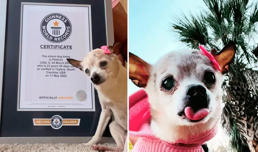 “Pebbles es como un adolescente salvaje al que le encanta dormir durante el día y está despierto toda la noche. Sus dos cantantes de country favoritos son Conway Twitty y Dwight Yoakam”, contaron sus dueños. Foto: Instagram / Pebbles “Pebbles es como un adolescente salvaje al que le encanta dormir durante el día y está despierto toda la noche. Sus dos cantantes de country favoritos son Conway Twitty y Dwight Yoakam”, contaron sus dueños. Foto: Instagram / Pebbles