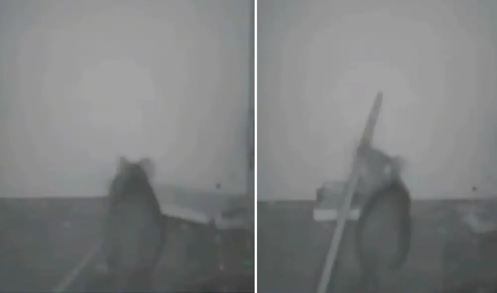 Miles de usuarios quedaron sorprendidos por la gran inteligencia del animal al evitar caer en la trampa. Foto: captura de TikTok Miles de usuarios quedaron sorprendidos por la gran inteligencia del animal al evitar caer en la trampa. Foto: captura de TikTok