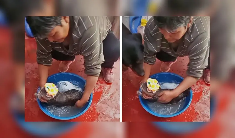 La grabación viral sumó alrededor de 2,1 millones de reproducciones en la red social. Foto: captura de TikTok