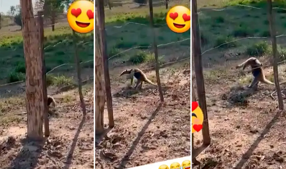 El pequeño mamífero estiró sus patitas y se quedó quieto como parte de su defensa. Foto: captura de TikTok
