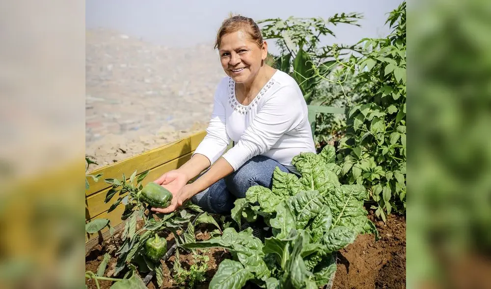 María Falcón en el huerto del AH Absalón Alarcón, en el mismo distrito. Foto: John Reyes / LR. María Falcón en el huerto del AH Absalón Alarcón, en el mismo distrito. Foto: John Reyes / LR.