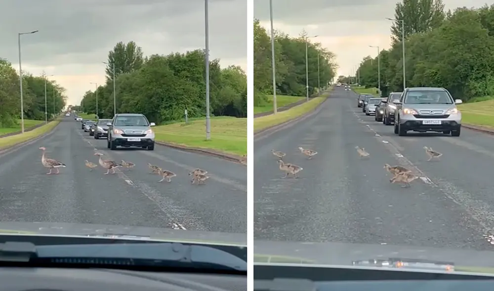 Un joven aprovechó para registrar este tierno momento con su celular, mientras las aves se apresuraban para llegar a su destino. Foto: captura de YouTube Un joven aprovechó para registrar este tierno momento con su celular, mientras las aves se apresuraban para llegar a su destino. Foto: captura de YouTube