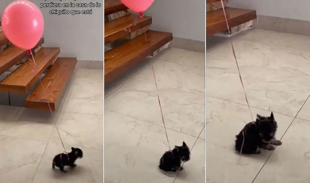 La viral escena, compartida en redes por Ivana (@ivanaflores), logró obtener miles de reproducciones y reacciones. Foto: captura de TikTok