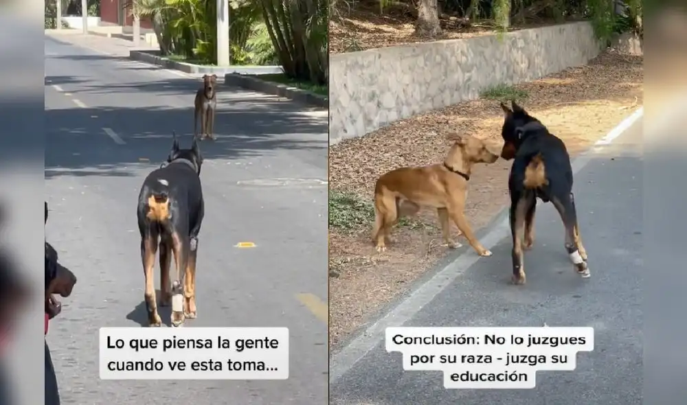 Miles de usuarios quedaron cautivados con esta escena. Foto: captura de TikTok