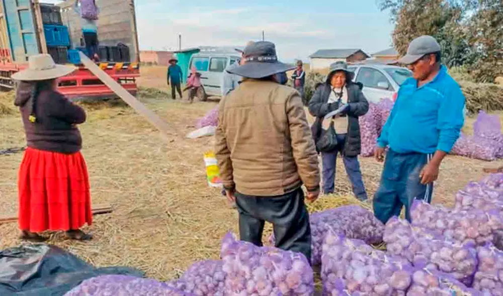 El ajo orgánico también abastece el mercado nacional. Foto: Cortesía Pachamama