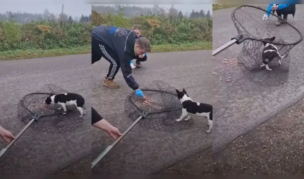 El perro fue llevado a un espacio más seguro. Foto: composición/ @sasy_gior/TikTok