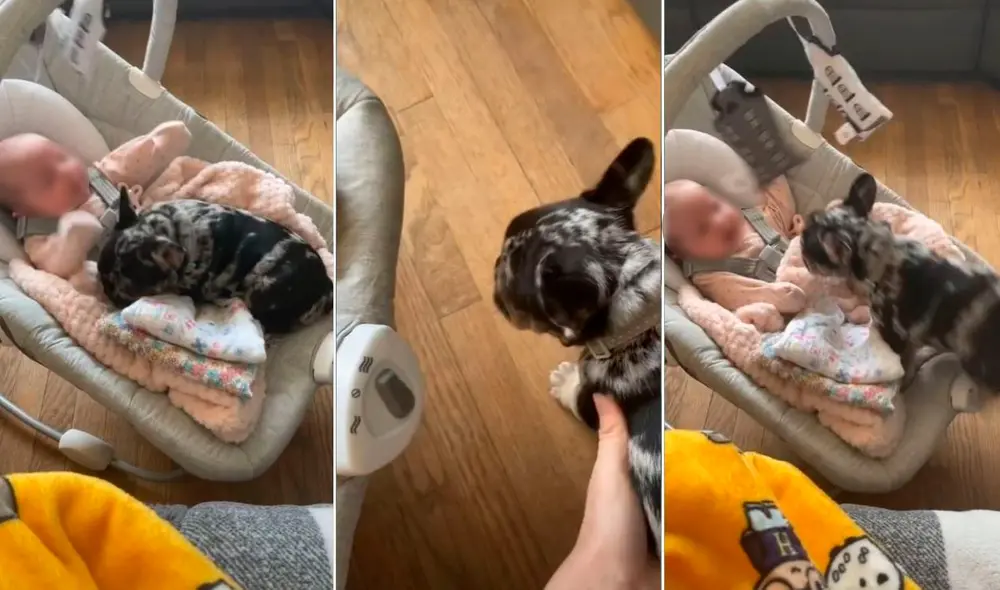 La viral escena compartida en redes por la usuaria Amy (@amyxox0) logró obtener más de 21 millones de reproducciones. Foto: captura de TikTok