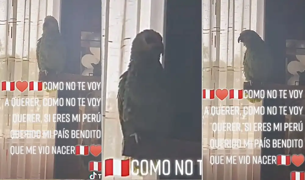 La mascota de la usuaria Tania (@reyestania444) emocionó a miles en redes y se volvió tendencia en poco tiempo. Foto: captura de TikTok