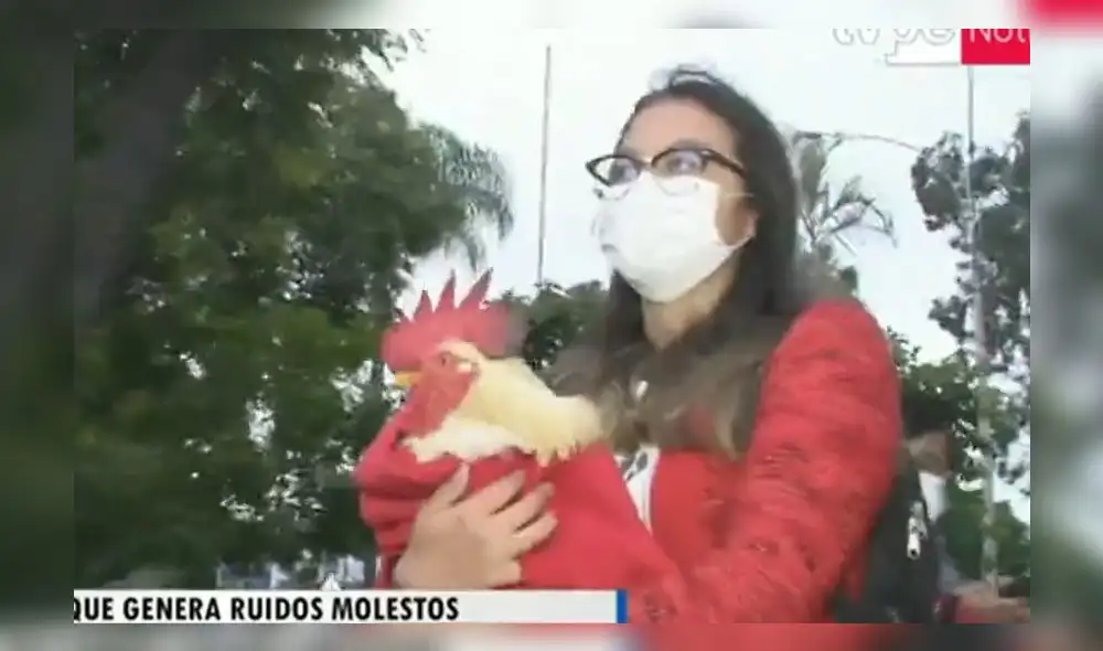 Fiscalización del distrito notificó a la dueña del gallo Claudio que si no controla los cacareos de su mascota por las noches, el ave será reubicado. Foto: captura Tv Perú