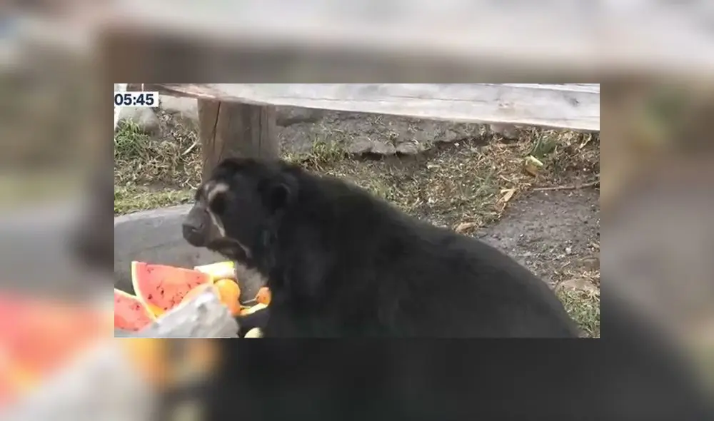 Oso de anteojos se encuentra desahuciado. Foto: captura de Canal N Oso de anteojos se encuentra desahuciado. Foto: captura de Canal N