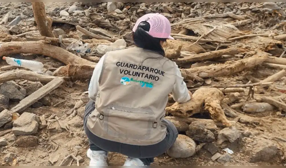 Serán solo 4 voluntarios para ser guardaparques en Ica. Foto: Sernanp Serán solo 4 voluntarios para ser guardaparques en Ica. Foto: Sernanp