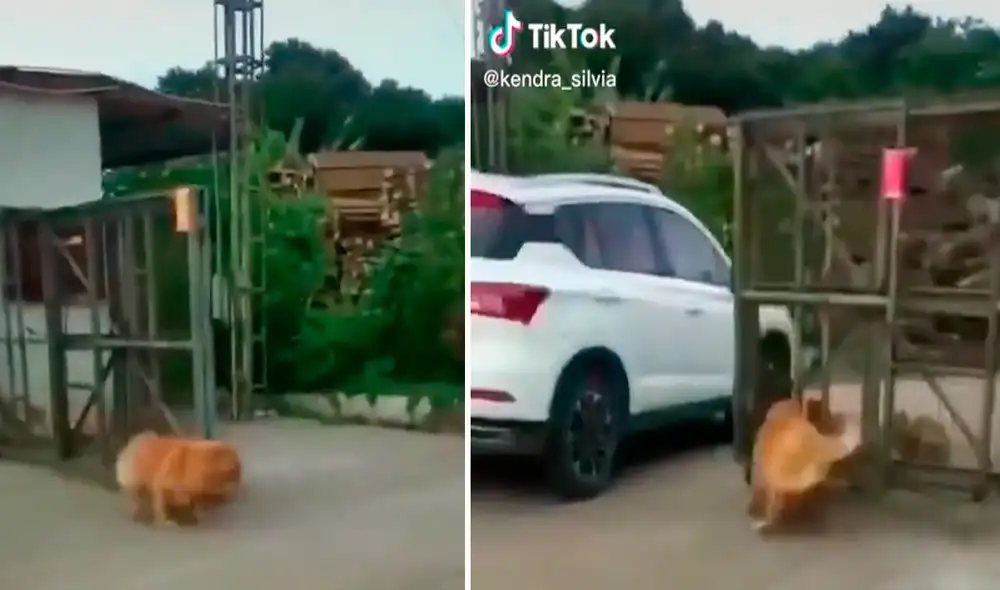 Los perros intentan intimidarse unos a otros a través de la puerta, pero la escena de ladridos termina abruptamente al quedar expuestos. Foto: captura de TikTok Los perros intentan intimidarse unos a otros a través de la puerta, pero la escena de ladridos termina abruptamente al quedar expuestos. Foto: captura de TikTok