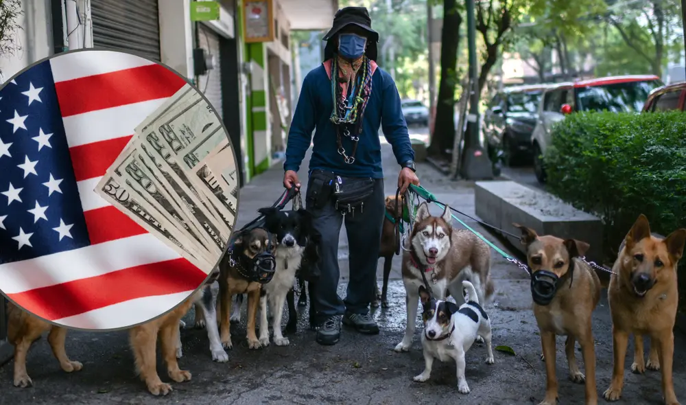 Revisa qué requisitos solicitan en Estados Unidos para pasear perros y cuánto se gana en este empleo. Foto: composición AFP Revisa qué requisitos solicitan en Estados Unidos para pasear perros y cuánto se gana en este empleo. Foto: composición AFP
