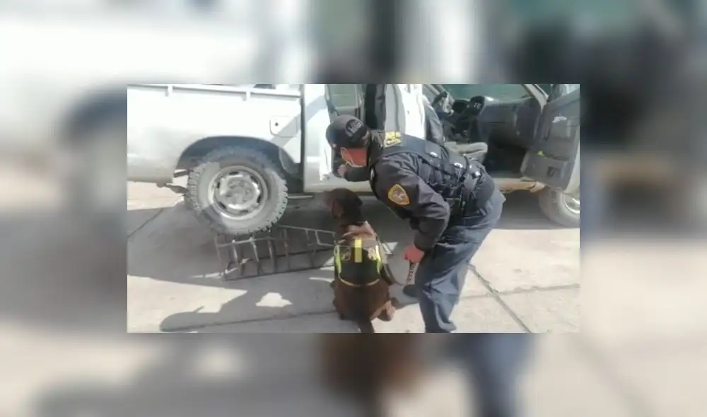 Cusco. Perros de la Policía detectaron la droga en automóvil. Foto: PNP Cusco. Perros de la Policía detectaron la droga en automóvil. Foto: PNP