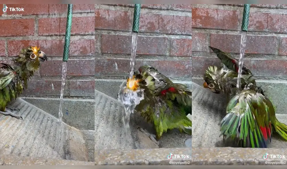 El loro tomó un baño pese a que se rehusó a hacerlo. Foto: composición/ @soyelpollo2/TikTok